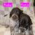 German Short-haired Pointer 1 thumbnail