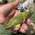 Baby parrotlet 3 thumbnail
