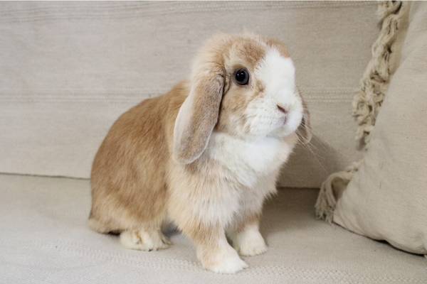 Conejitos Holland Lop63679569948289123