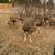 Goats in milk PRICE REDUCED! 4 thumbnail