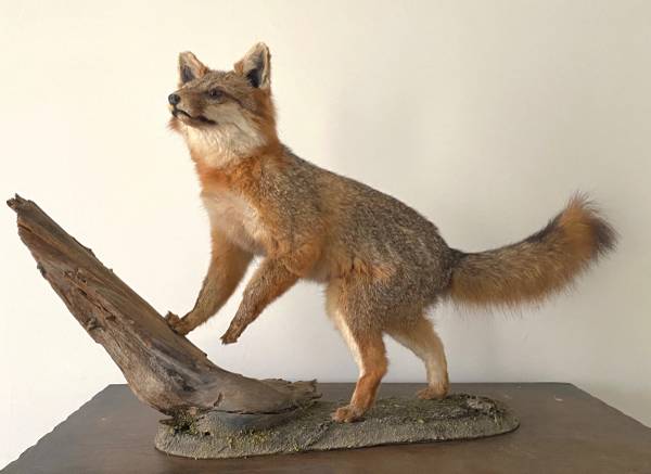 Red Fox  Life-Size Taxidermy Mount 1