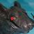 Set of 2 GREENBRIER INT'L Plastic Black Mouse / Rat Figurine Halloween 3 thumbnail
