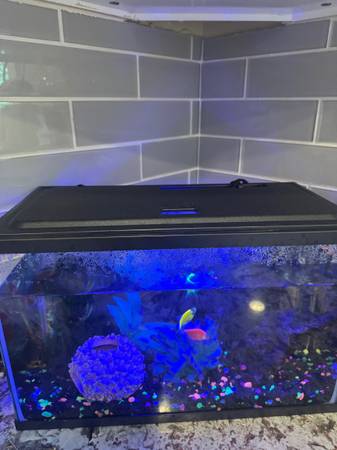 5 gallon tank full setup and fish included (Bothell)63942501577859123