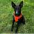 Foxy — 6-Month-Old Survivor Dog Needs Loving Home 4 thumbnail