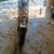 1971 Honda ct70 2 thumbnail