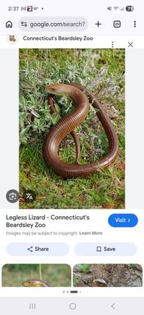 ISO legless lizard 1