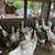 Chickens 6 thumbnail