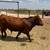 Red Angus Bull 3 thumbnail