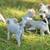 Schnoodles! 13 thumbnail