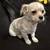 Shih Tzu 2 thumbnail