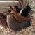 Pullets hen chickens 1 thumbnail
