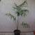 Malagasy palms /// DYPSIS (Chrysalidocarpus) species 21 thumbnail