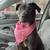 1 year old grey female pitbull 3 thumbnail