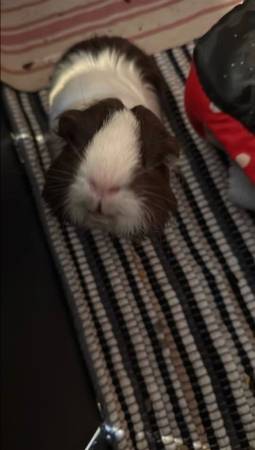 GUINEA PIGS REHOMING (Pittsburgh)63882391781249122
