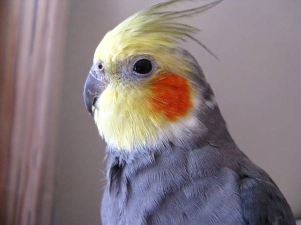 Pet birds (cockatiel) (Silva)63612039479811122