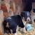 Border Collie X Australian Shepherd 4 thumbnail