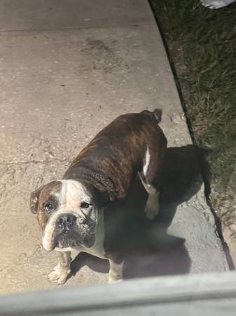 Bulldog 1