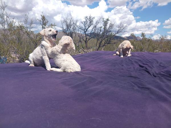Pure white puppies63682894795651124