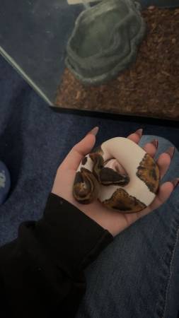 Mahogany Pied Ball Python 1