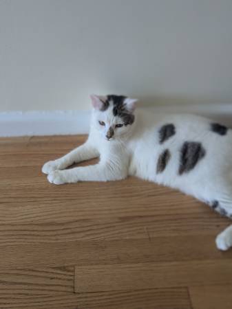 Male 2 year old cat and 12 week old kitten (Silver Spring)63795938465537123