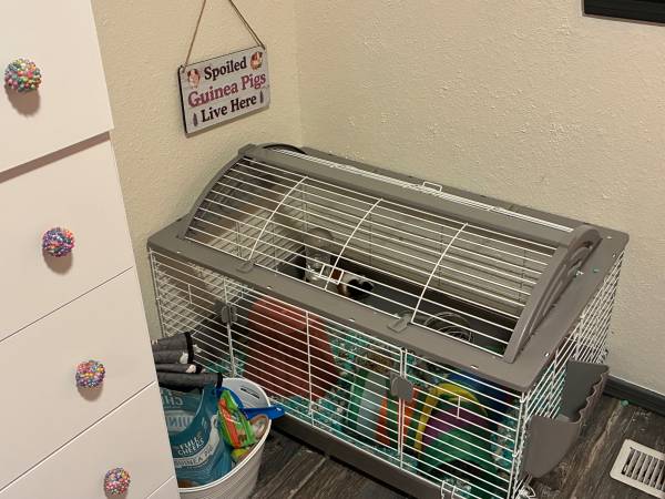 Guinea Pigs (Choctaw)63670591354497121