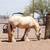 Palomino Gypsy Vanner 5 thumbnail