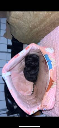 3 baby guinea pigs (Merrimack)63656332017027120