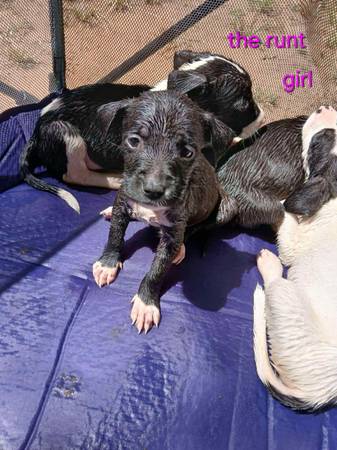 Pit Bull Puppies (Shawnee)63681505766785122