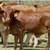 Beefmaster & Beefmaster Cross Replacement Heifers 8 thumbnail
