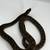 Reticulated python 93.5% Super Dwarf/Dwarf reptile 3 thumbnail