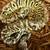 Ball python 3 thumbnail