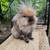 Lionhead rabbit 4 thumbnail