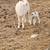 Ewe with baby girl for sale 6 thumbnail