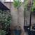 Tall Madagascar Palm 1 thumbnail