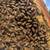 Honeybee Nucs 5 frame hives 3 thumbnail
