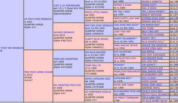AQHA Weanling Colt 1