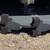 New Mini Skid Steer Masticator/ Mulcher Attachment fits Ditch Witch 4 thumbnail