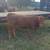 Calves 4 thumbnail