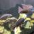 Cichlids 3 thumbnail