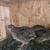 Quail Hens 3 thumbnail