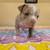 Adorable American Pocket Bully Puppies 1 thumbnail