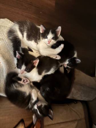 Mama cat and 5 kittens need help63990137432067120