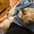 Adult male teacup chihuahua 2 thumbnail