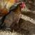 1 year old chickens/hens for sale 3 thumbnail