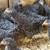 Chicks Pullets 8 thumbnail