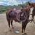 Gelding 1 thumbnail