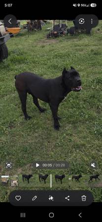 Cane corso 1
