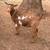 Dairy goats 2 thumbnail