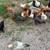 Chicks chickens hatching eggs chick hens 2 thumbnail