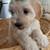 Havapoo puppies 4 thumbnail